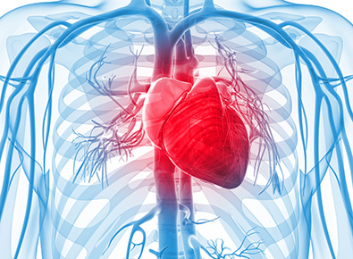 illustration of circulatory system