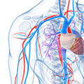 image of vascular system