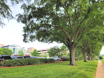 Trees along Dixie Street at Tanner Medical Center/Carrollton