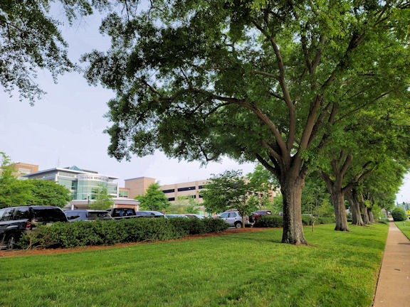Water oaks in front of hospital along Dixie Street